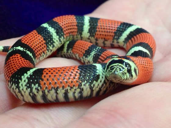 Tricolour Hognose Setup