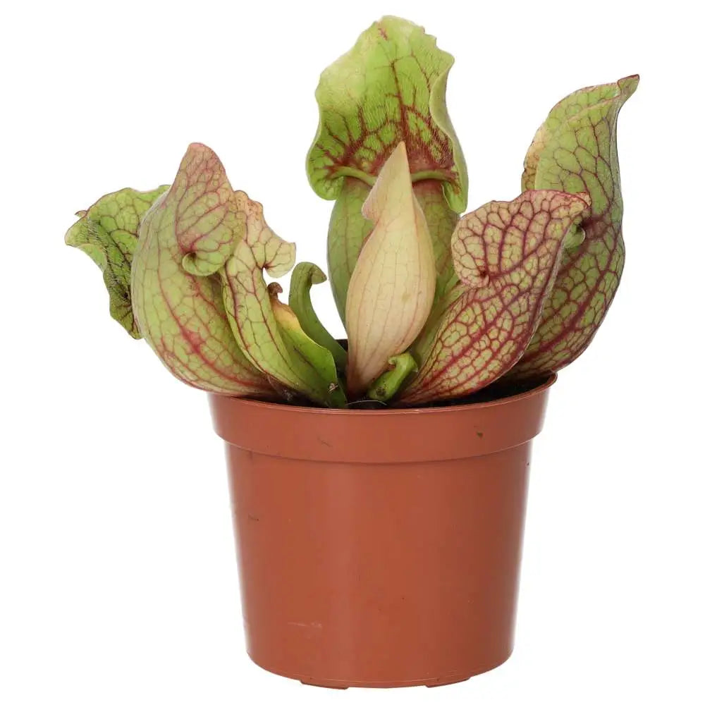 Buy Trumpet Pitcher Plant 'Fiona' (Sarracenia sp.) online