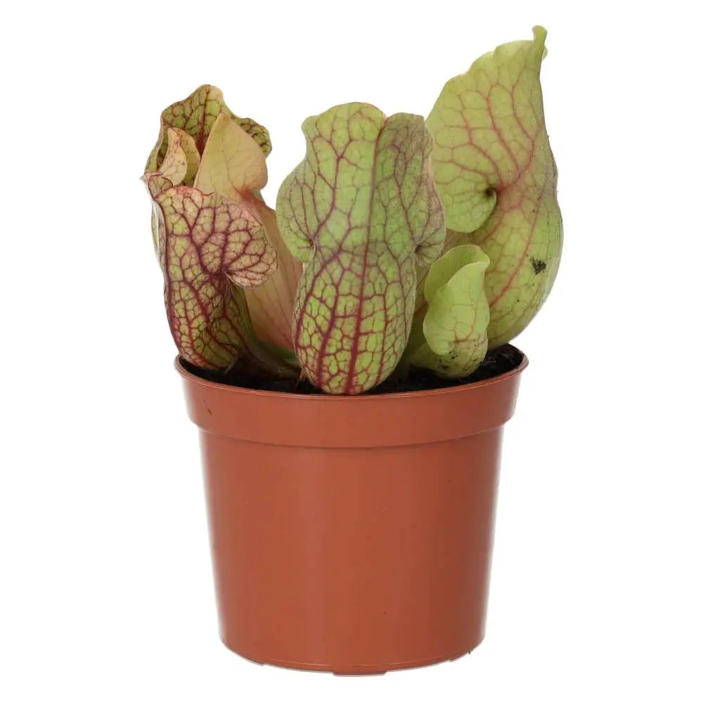 Buy Trumpet Pitcher Plant 'Fiona' (Sarracenia sp.) online