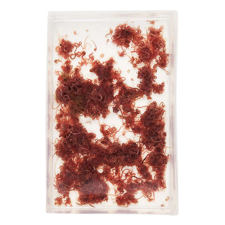 Buy Aquatic Live Food online UK