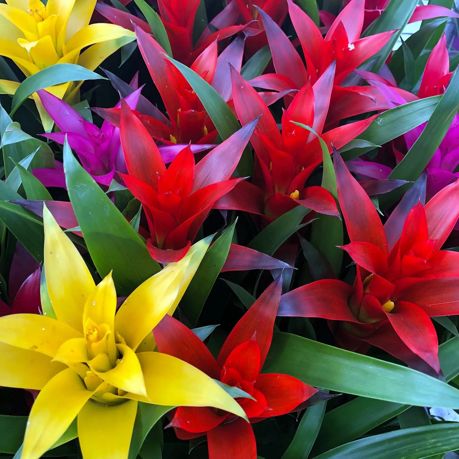 Buy Tufted AirPlant (Guzmania sp.) online