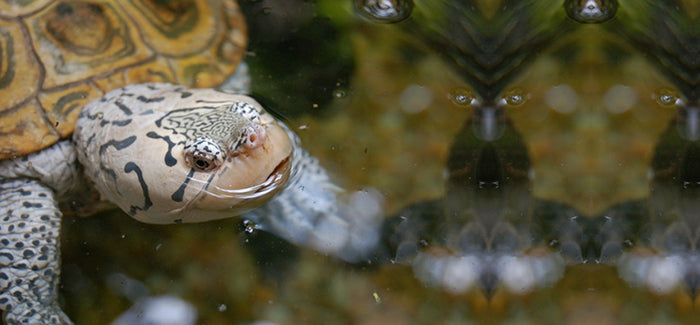African Helmeted Turtle Food
