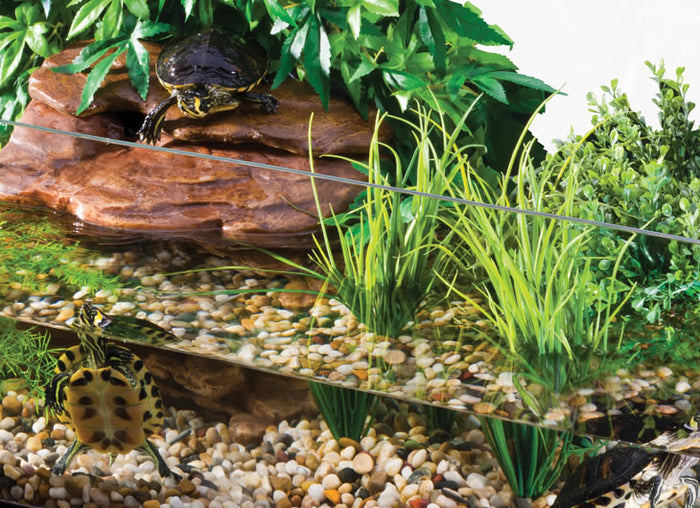 Turtle Tanks