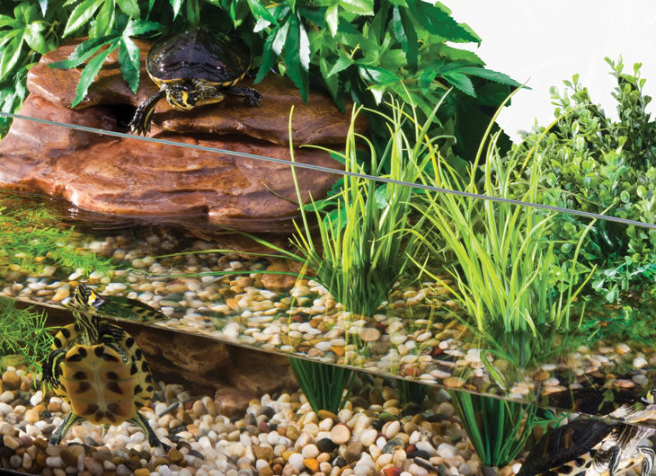 Example Turtle Tank Turtle Tanks: Spacious Aquatic Habitats - Reptile Centre