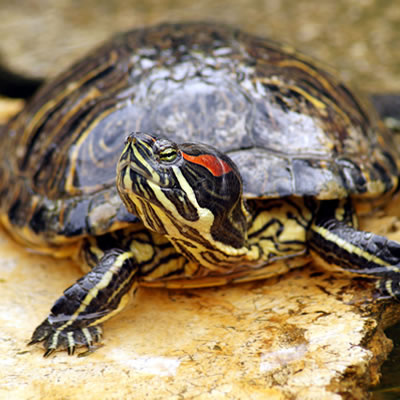 Turtle