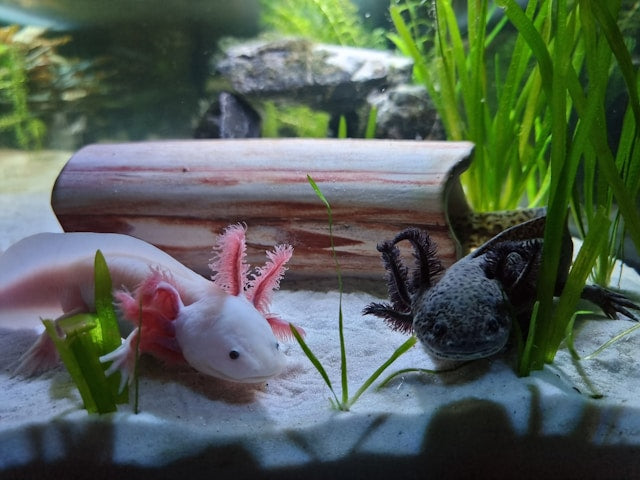 Axolotl Tanks