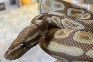 Animals at Northampton Reptile Centre