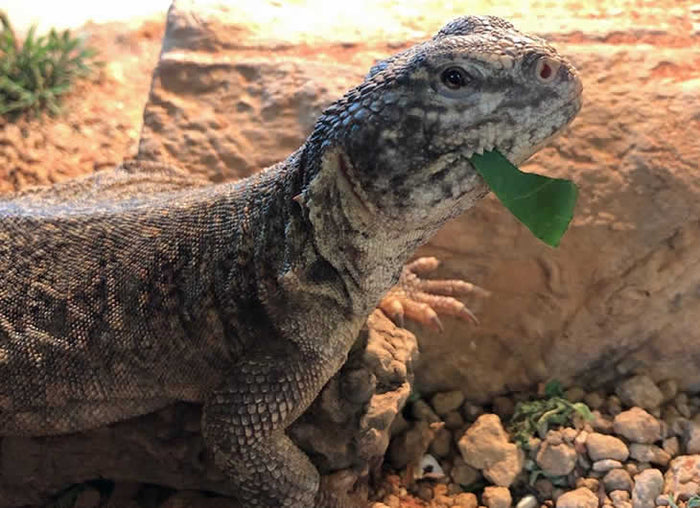 Uromastyx Food