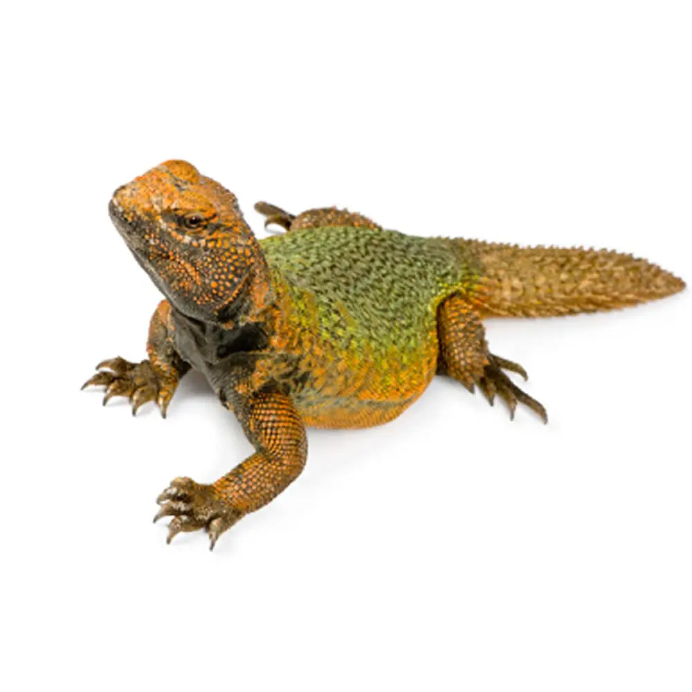 Buy Uromastyx Setup online