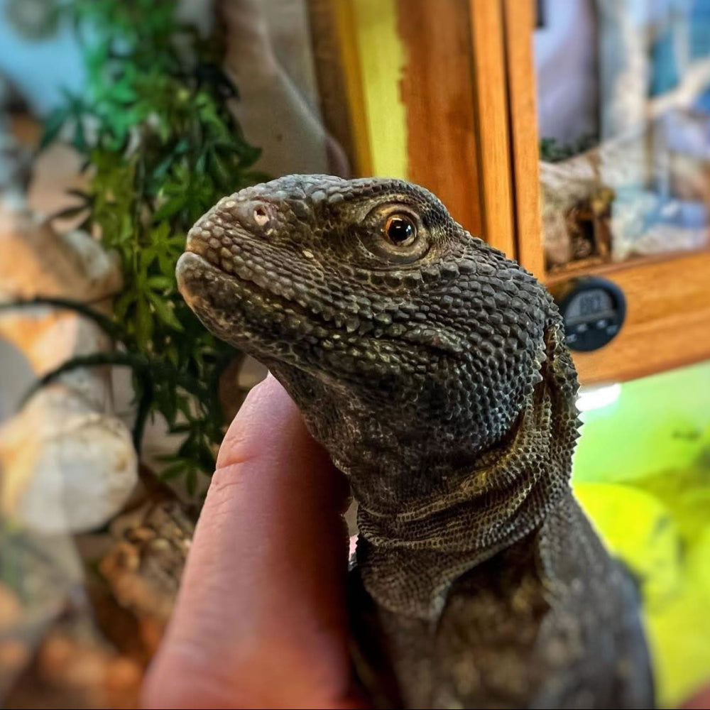 A Morrocan uromastyx having its picture taken at the Northampton Reptile Centre