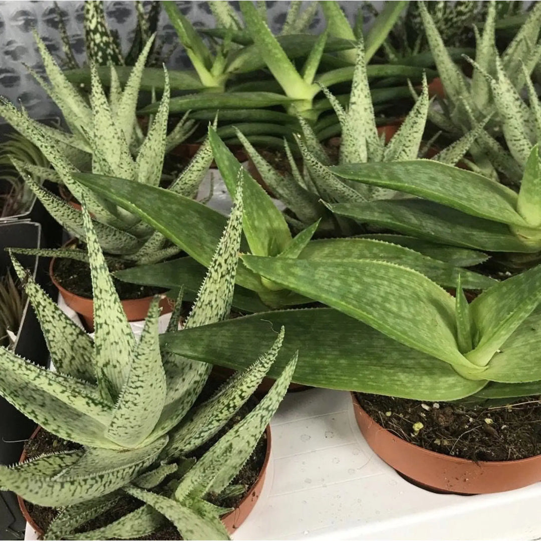 Buy Variegated Aloe (Aloe sp.) (PPL013S) Online at £3.99 from Reptile Centre