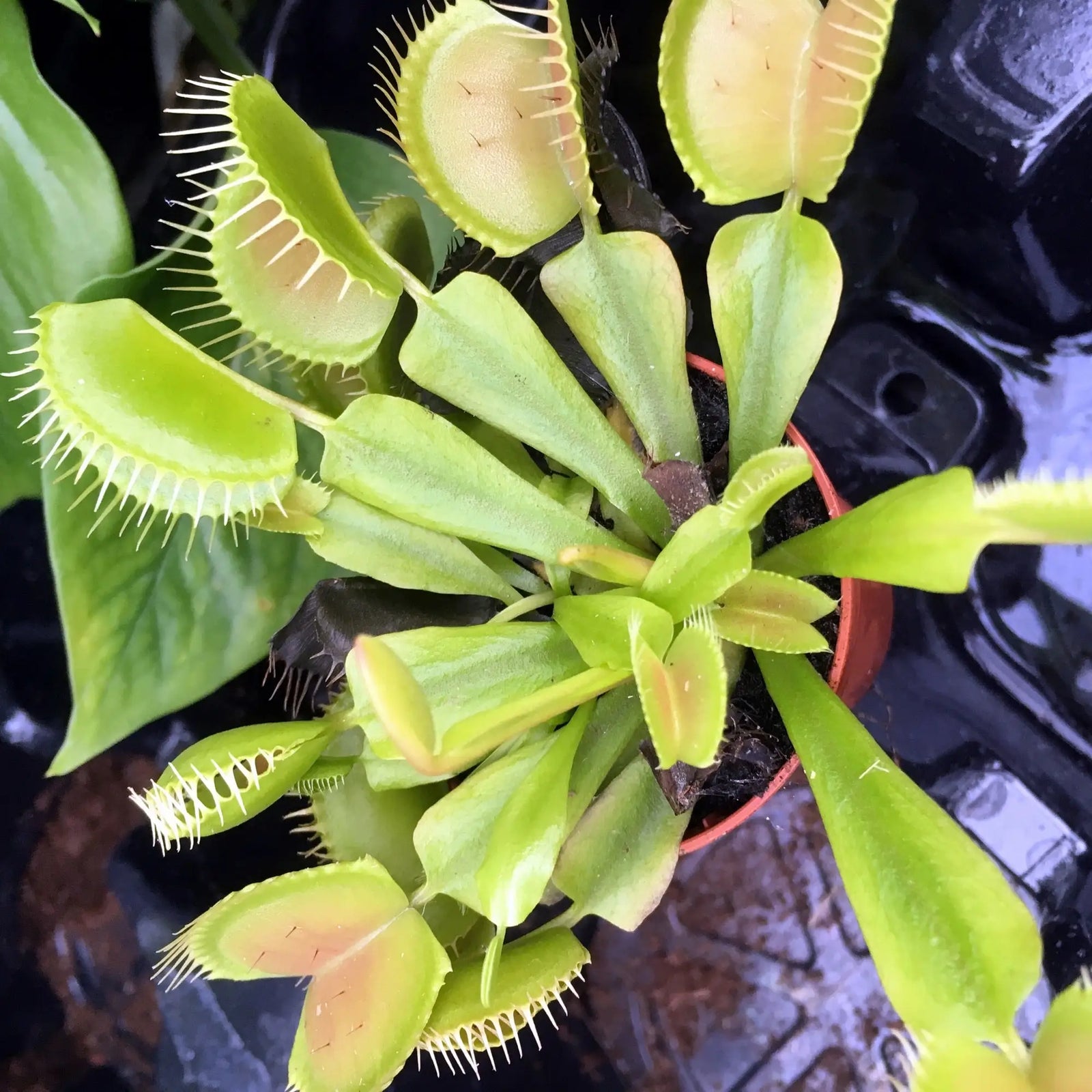 Buy Venus Fly Trap (Dionaea muscipula) online