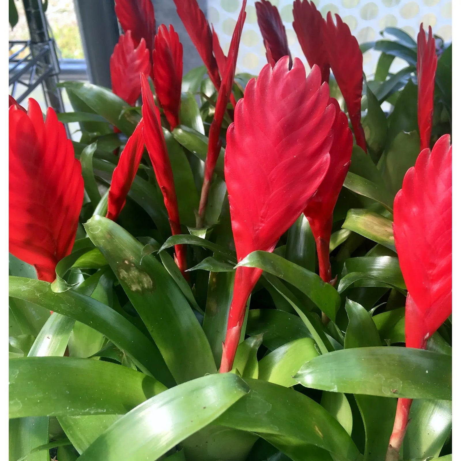 Buy Vriesea Christiane (Vriesea christian) online
