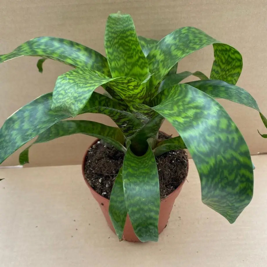 Buy Vriesea hieroglyphica online