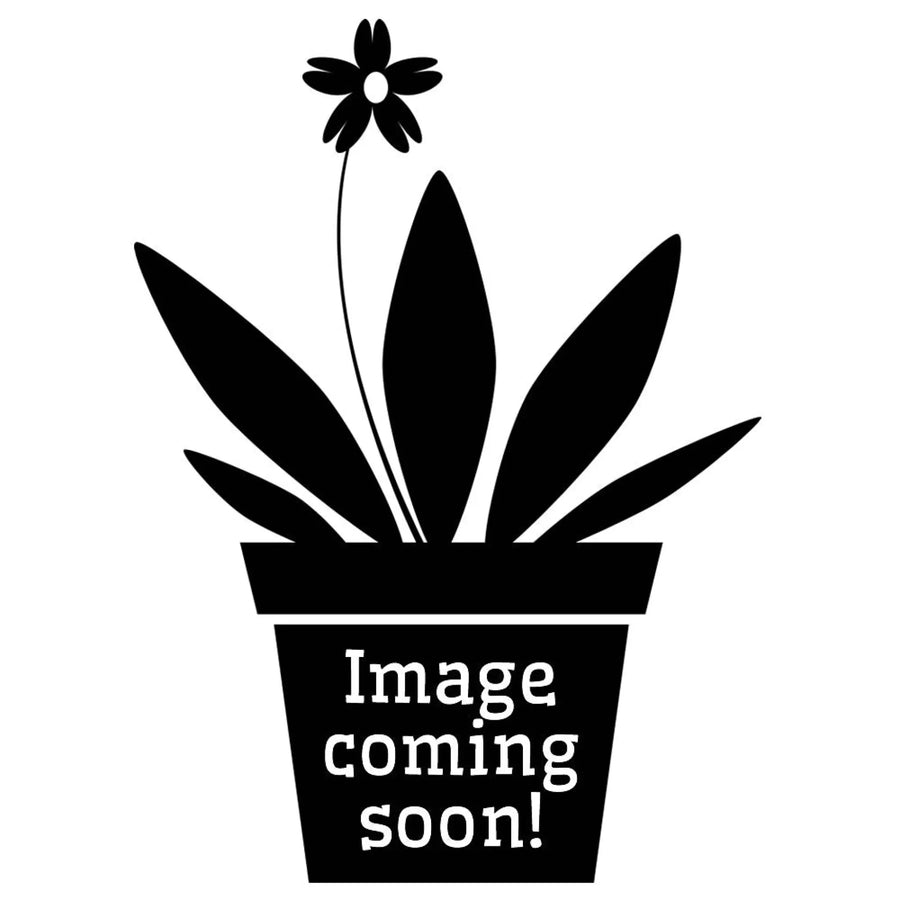 Buy Vriesea 'Nova' (Vriesea gigantea) (PPL525L) Online at £17.99 from Reptile Centre