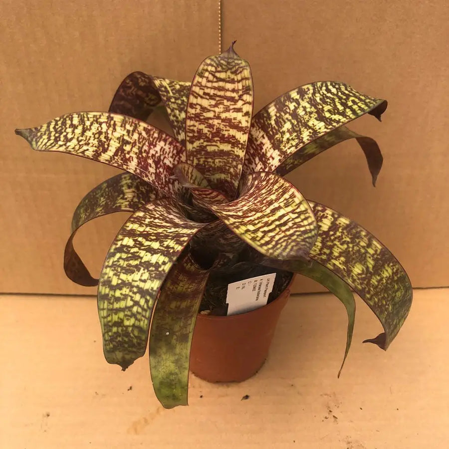 Buy Vriesea 'Red Chestnut' (Vriesea fosteriana) (PPL524M) Online at £8.99 from Reptile Centre