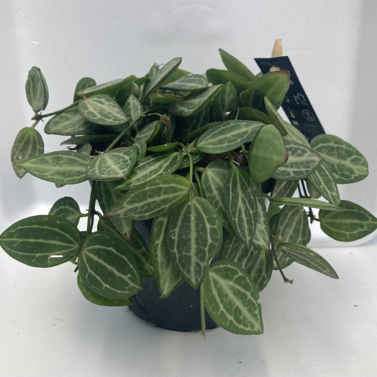 Buy Watermelon Dischidia (Dischidia ovata) online