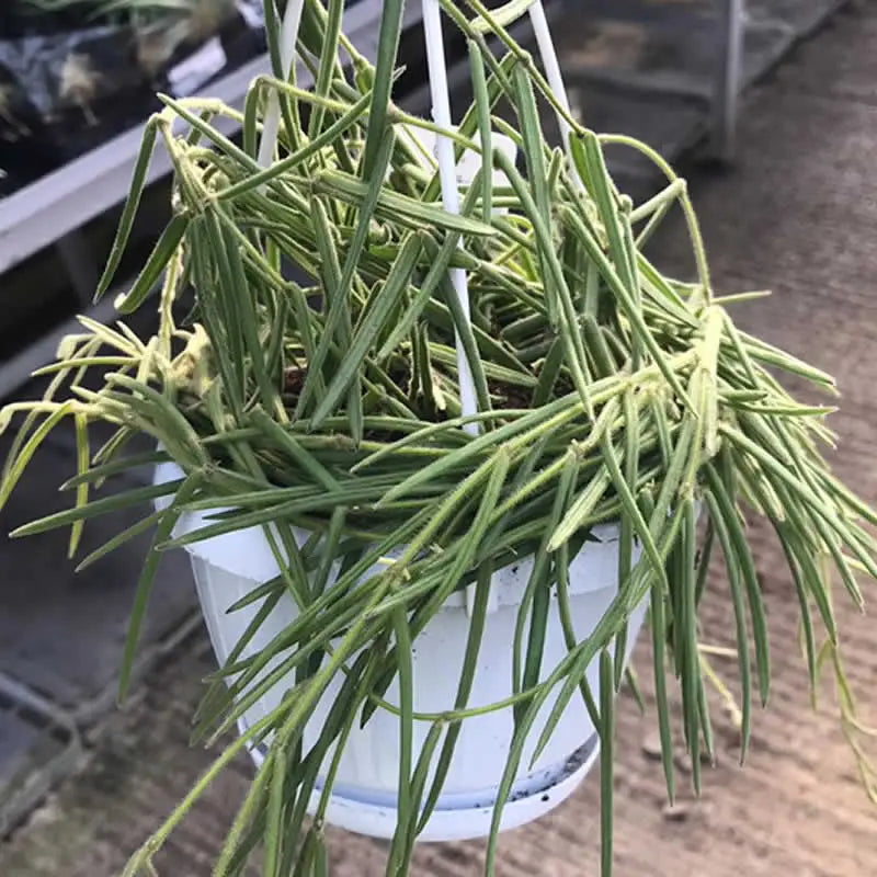 Buy Wax Plant (Hoya carnosa) online