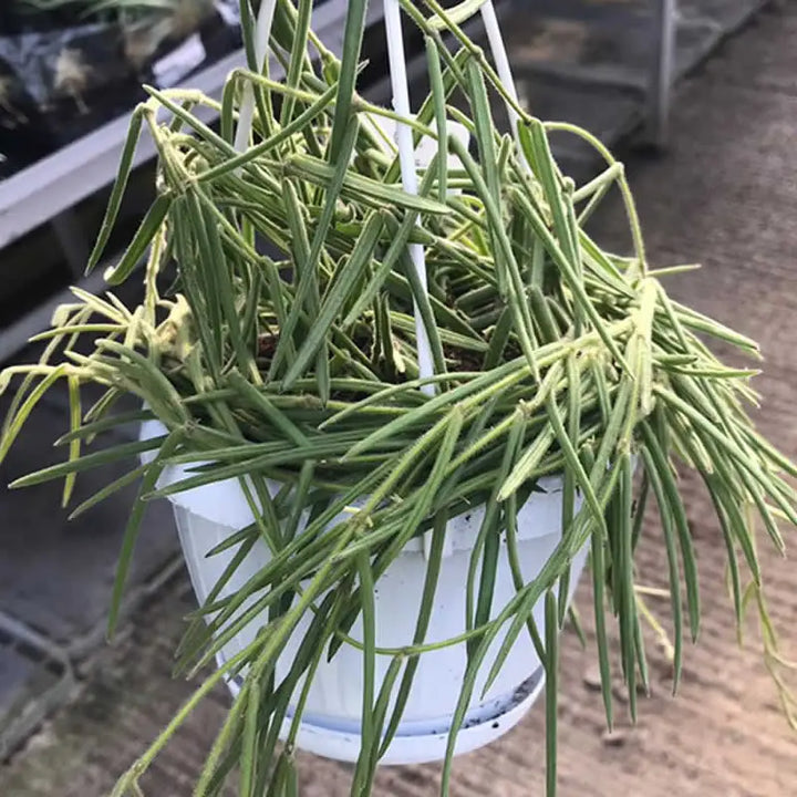 Buy Wax Plant (Hoya carnosa) online