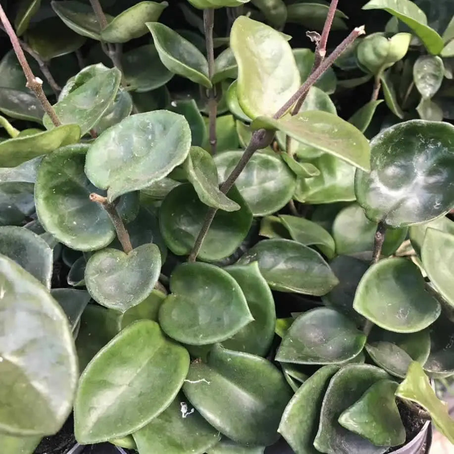 Buy Wax Plant (Hoya carnosa) online