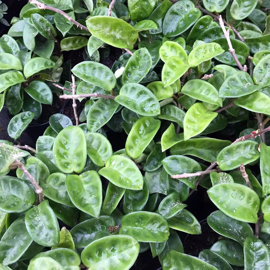 Buy Wax Plant (Hoya carnosa) (PPL452) Online at £9.49 from Reptile Centre