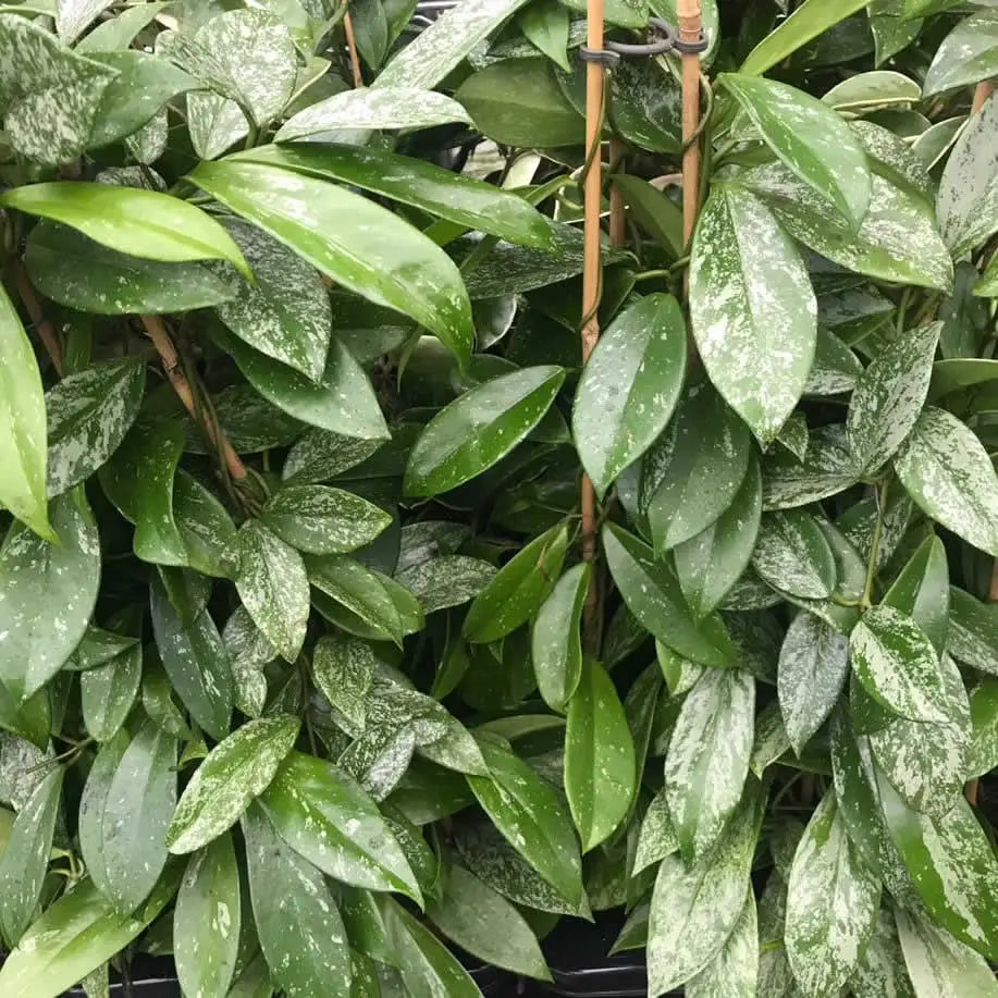 Buy Wax Plant (Hoya sp.) online