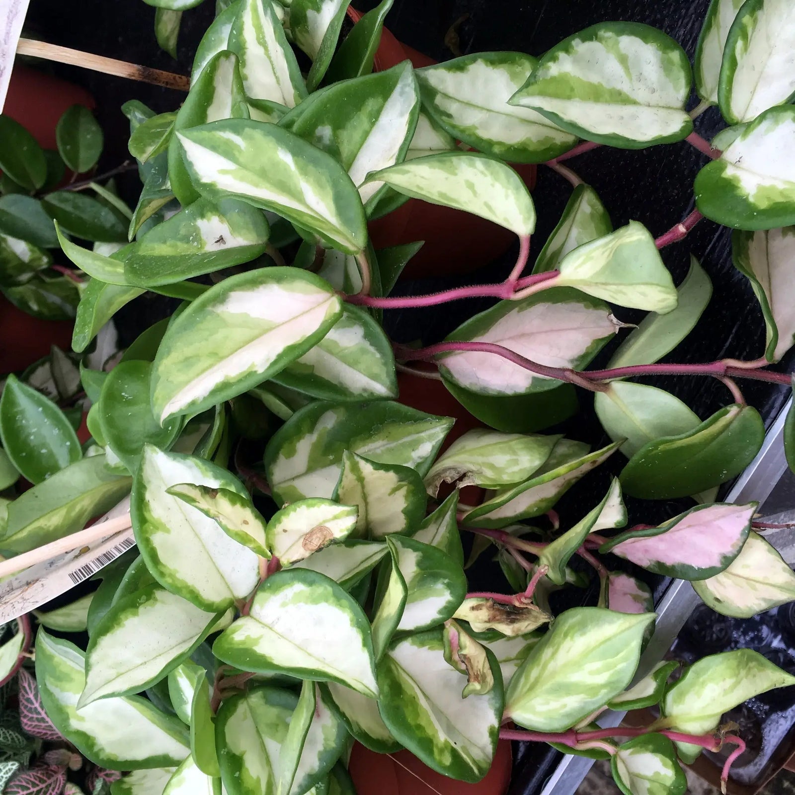 Buy Wax Plant 'Tricolour' (Hoya carnosa 'Tricolor) online