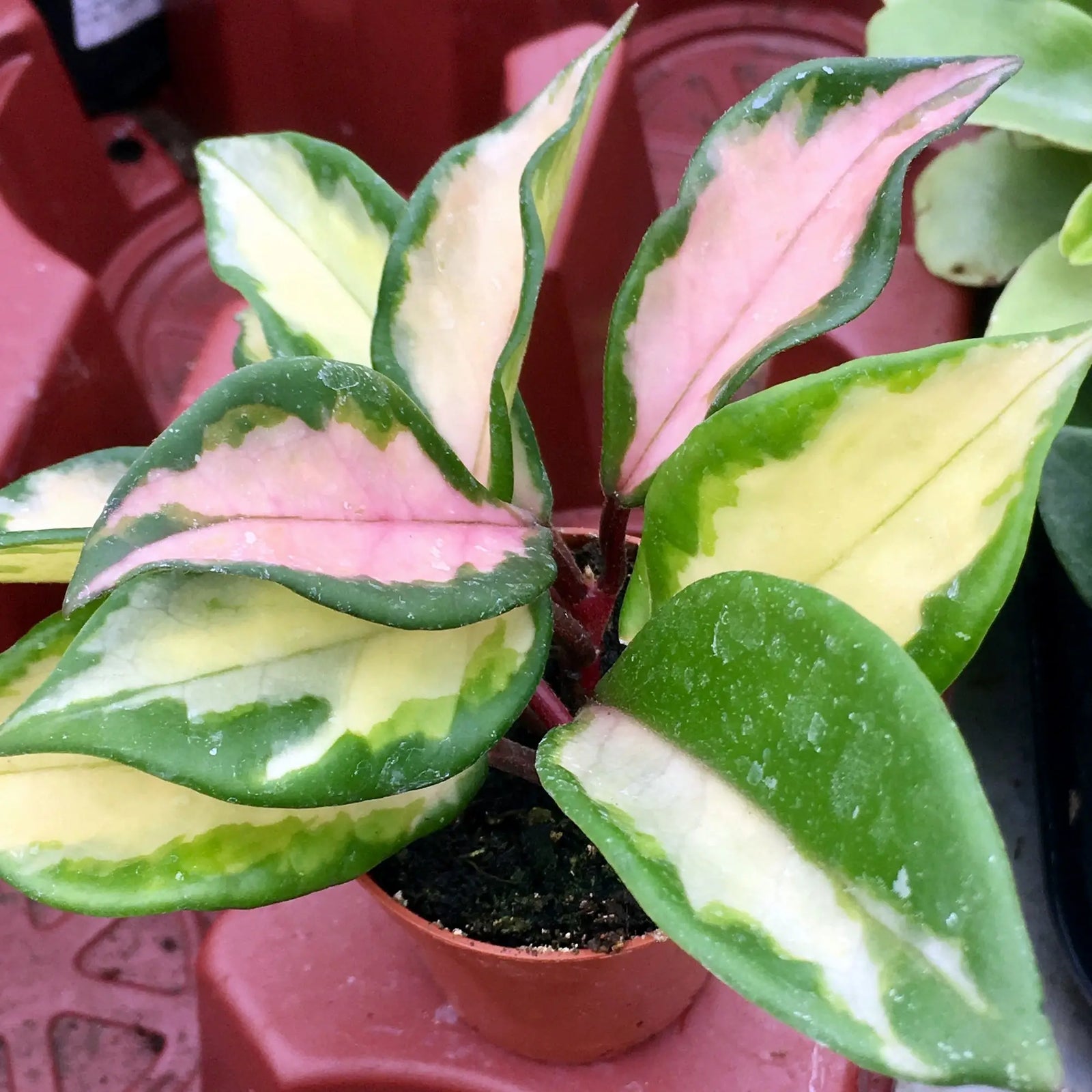 Buy Wax Plant 'Tricolour' (Hoya carnosa 'Tricolor) online