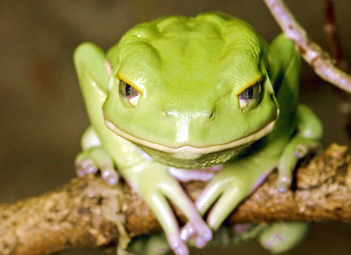 Waxy Monkey Tree Frog Setup