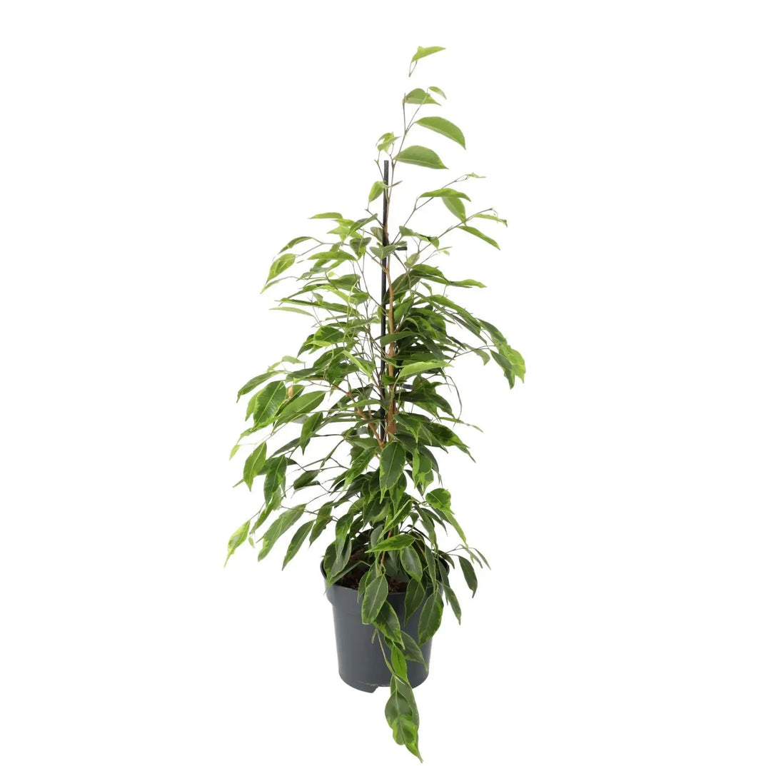 Buy Weeping Fig (Ficus benjamina) online