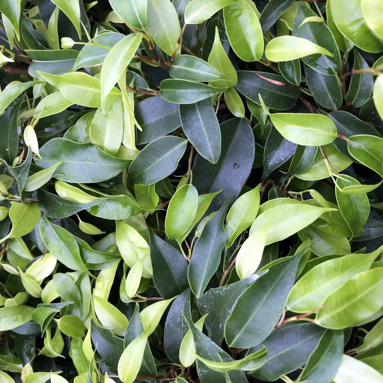 Buy Weeping Fig (Ficus benjamina) online