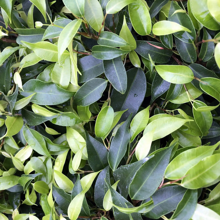 Buy Weeping Fig (Ficus benjamina) online