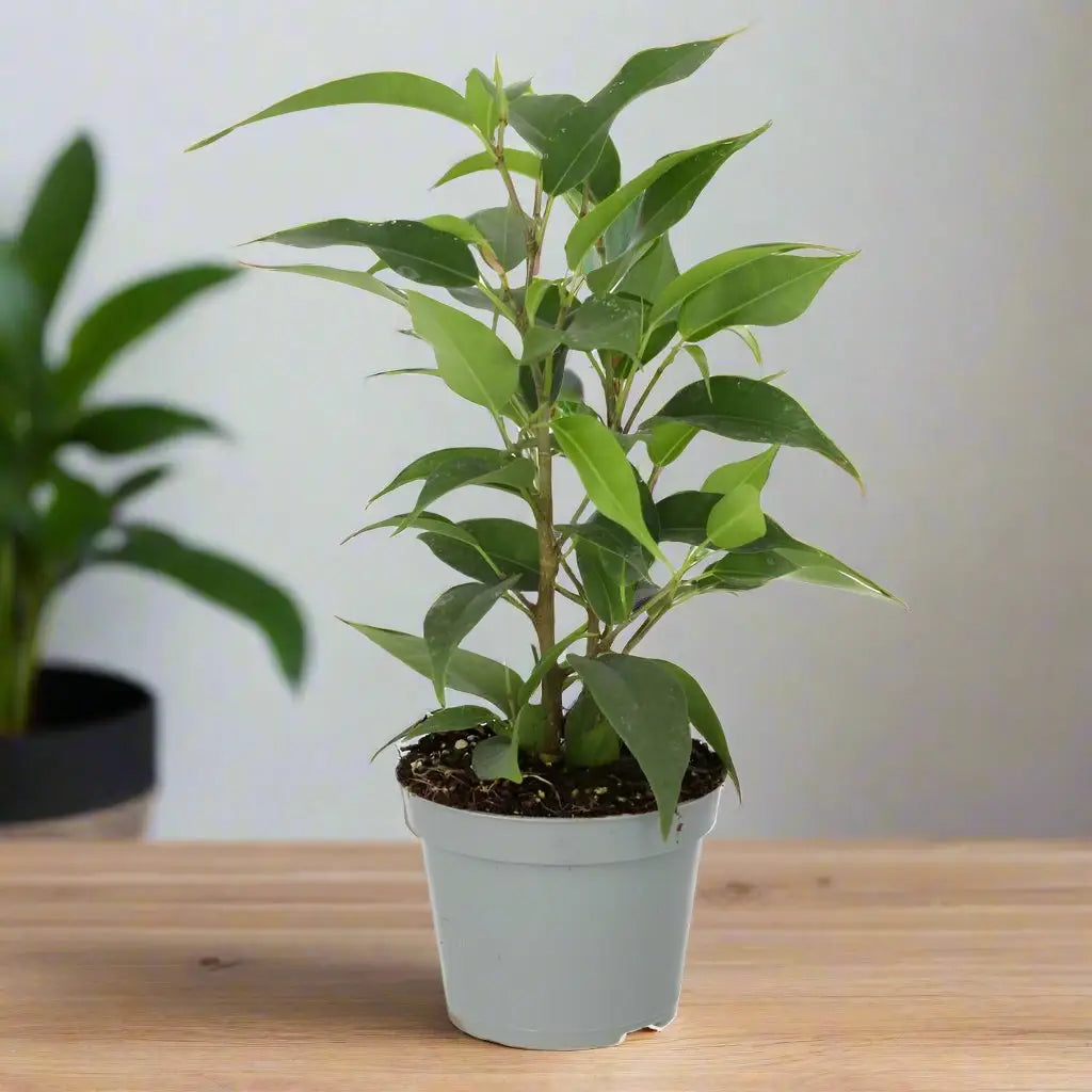 Buy Weeping Fig (Ficus benjamina) online