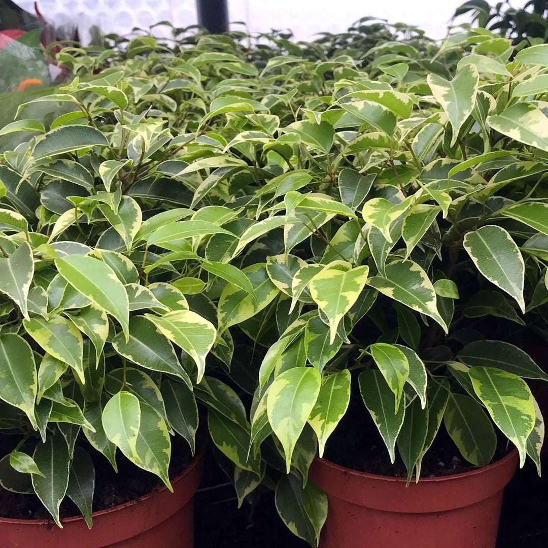 Buy Weeping Fig 'Variegated' (Ficus benjamina) (PPL218V) Online at £6.64 from Reptile Centre