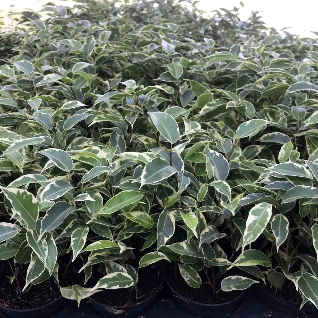 Buy Weeping Fig 'Variegated' (Ficus benjamina) online