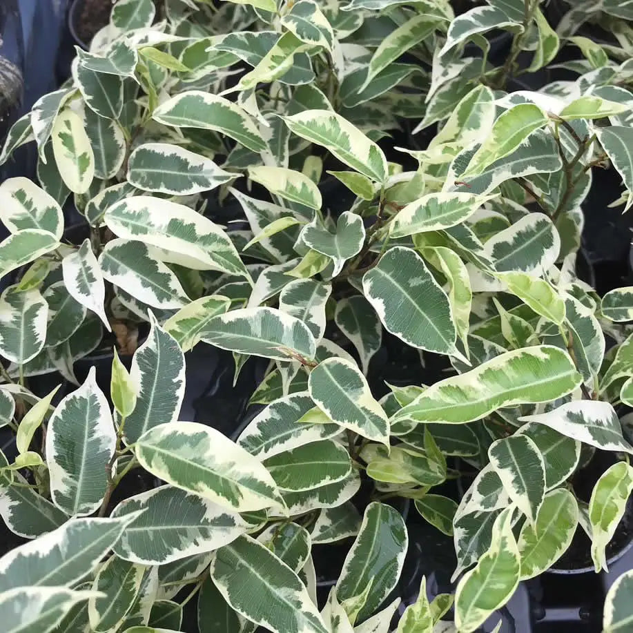 Buy Weeping Fig 'Variegated' (Ficus benjamina) online
