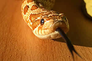 Western Hognose Setup