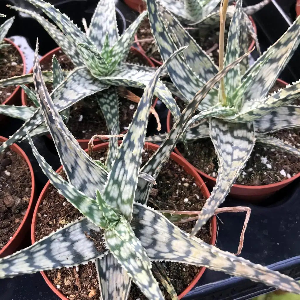Buy White Beauty (Aloe 'White Beauty') online