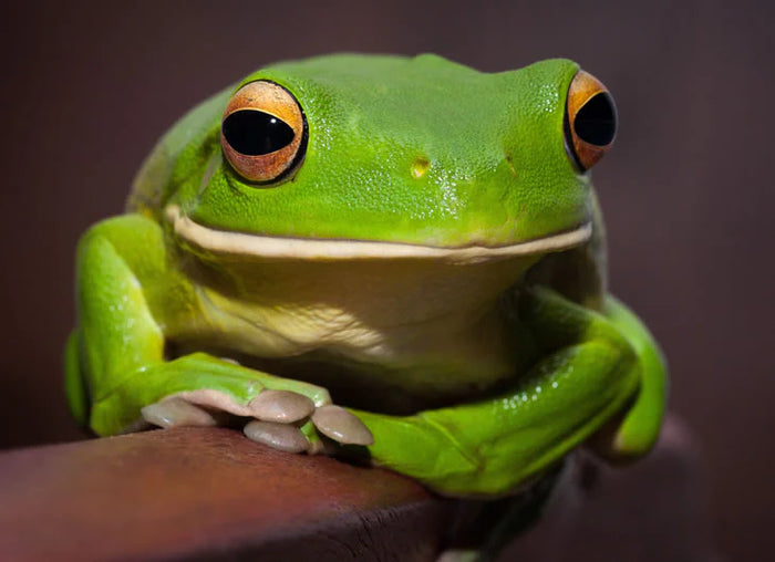 White Lipped Tree Frog Setup