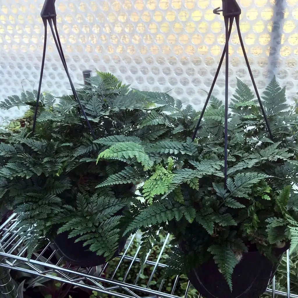 Buy White Rabbit's Foot Fern (Humata tyermannii) online