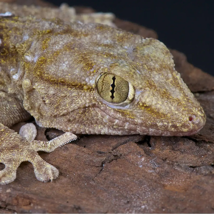 White Spot Gecko Setup