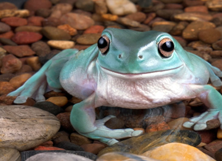 baby blue tree frog
