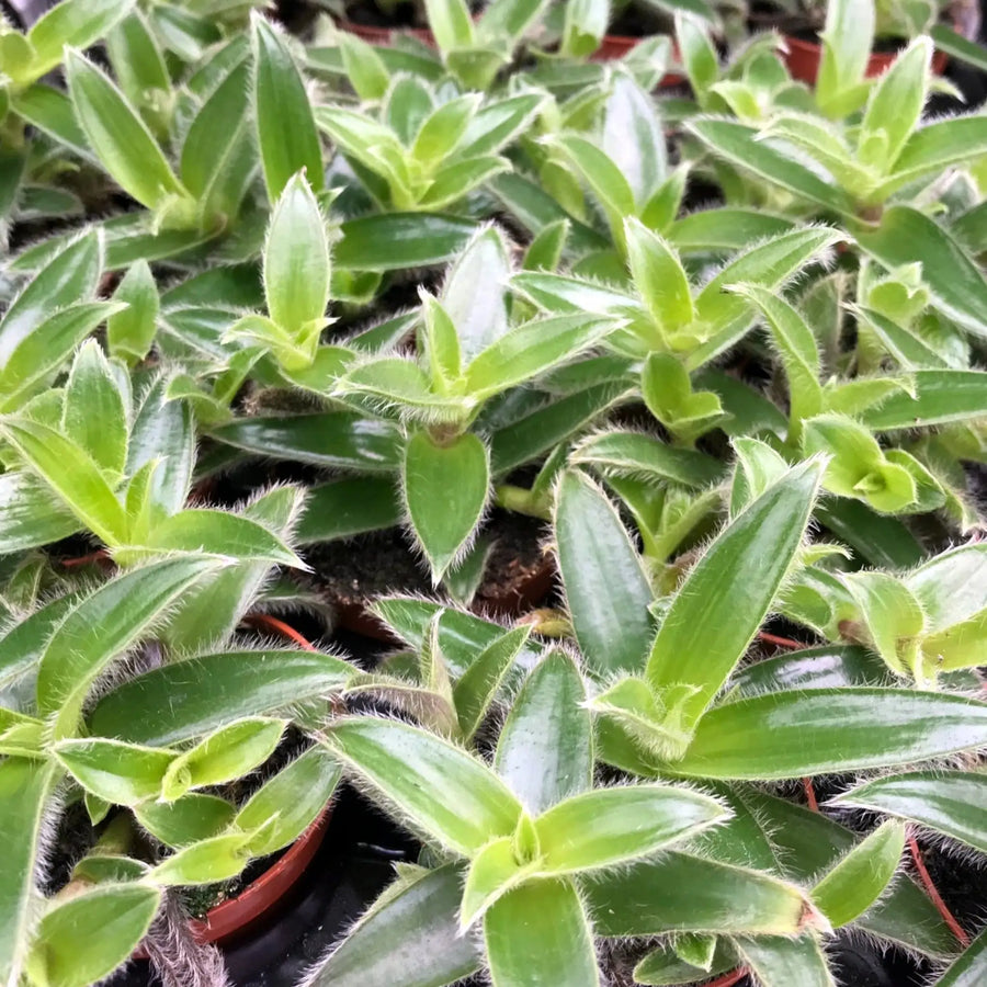 Buy White velvet Tradescantia (Tradescantia sillamontana) (PPL435) Online at £3.79 from Reptile Centre