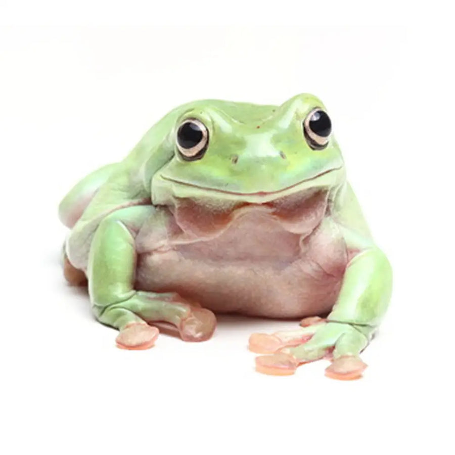 White’s Tree Frog Setup