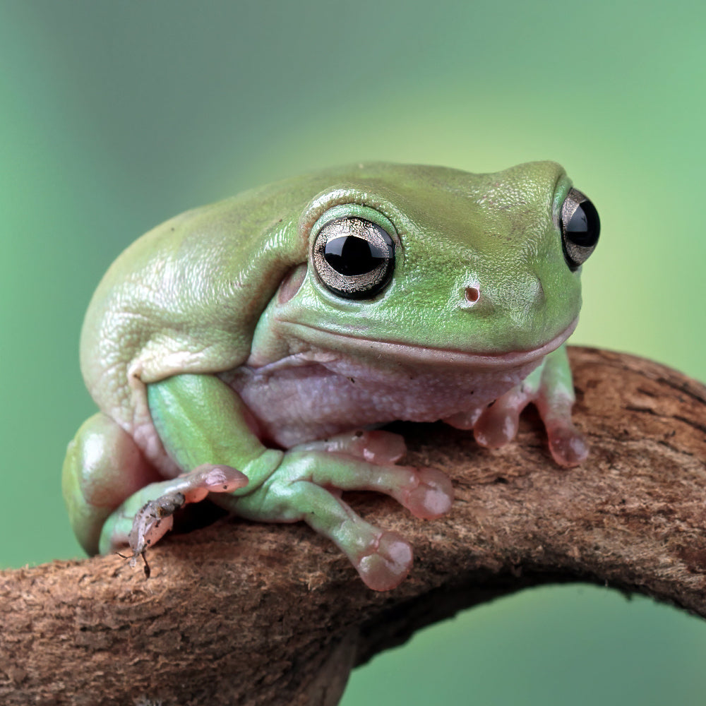 A Whites Tree Frog with pale green skin and a pink-whote belly sitting on a jungle branch.
