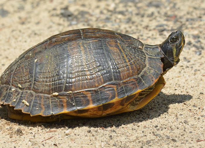 Yellow-Bellied Slider Setup
