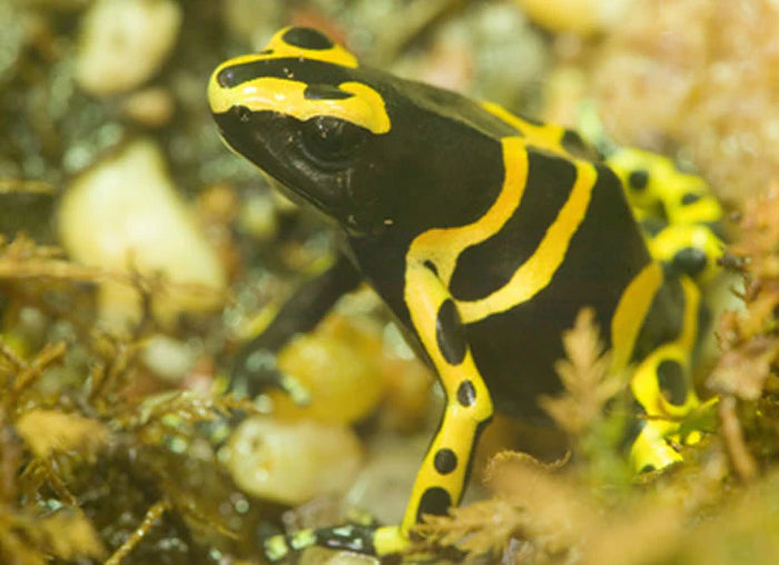 Yellow and Black Poison Arrow Frog Setup