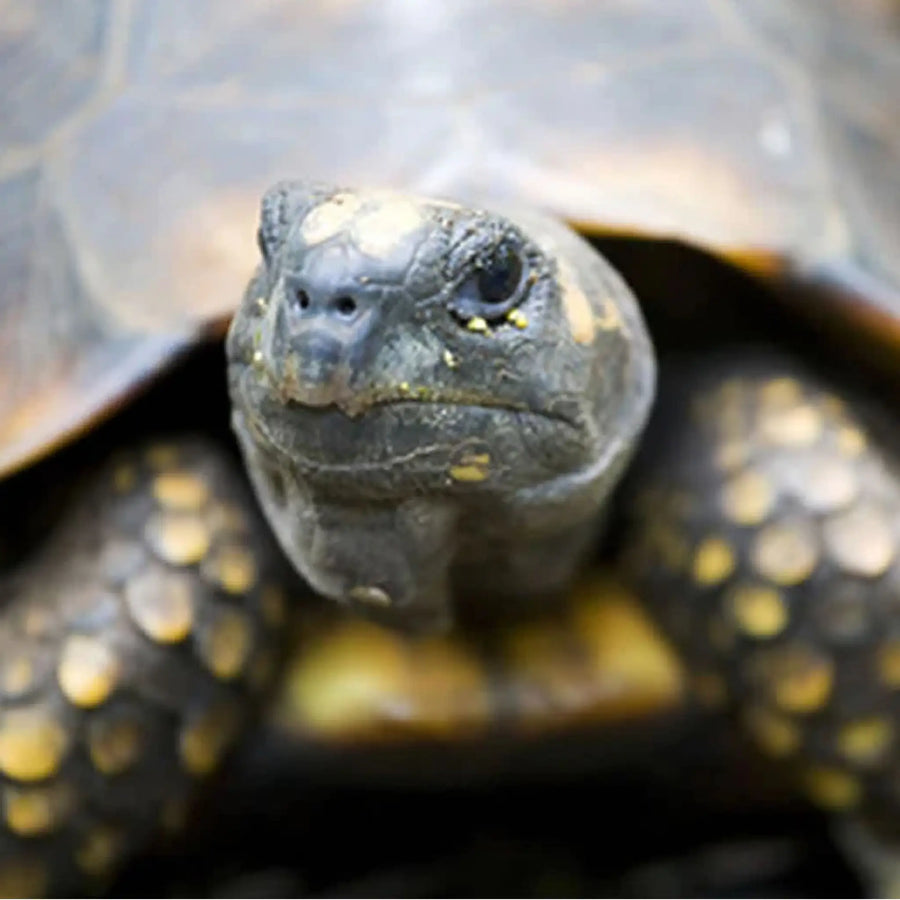 Yellow - Footed Tortoise Setup
