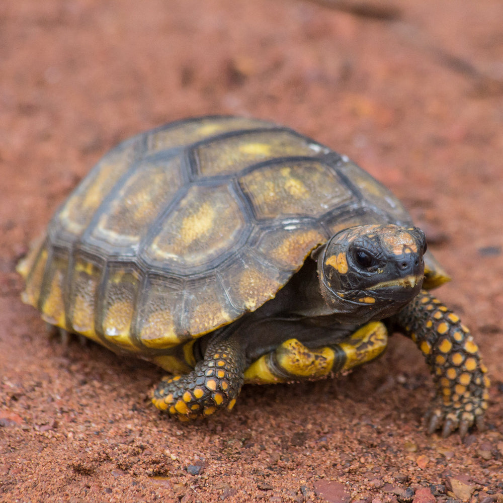 A juvenile yellow-footed tortoise on a clay rich red bedding