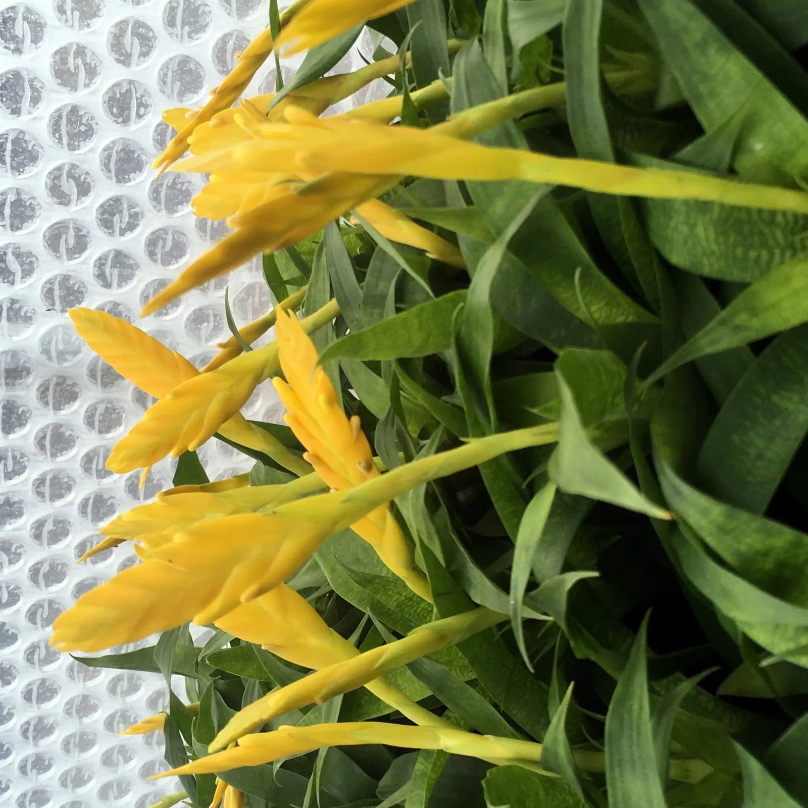 Buy Yellow Spike Bromeliad (Vriesea ospinae) online